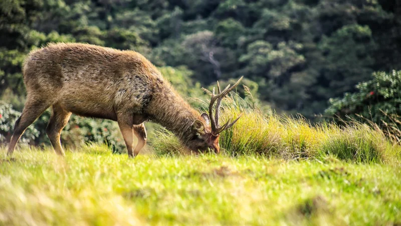 Horton plains