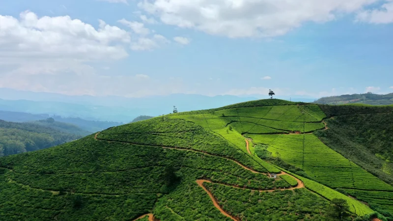 Sri lanka tea hills of Nuwara Eliya