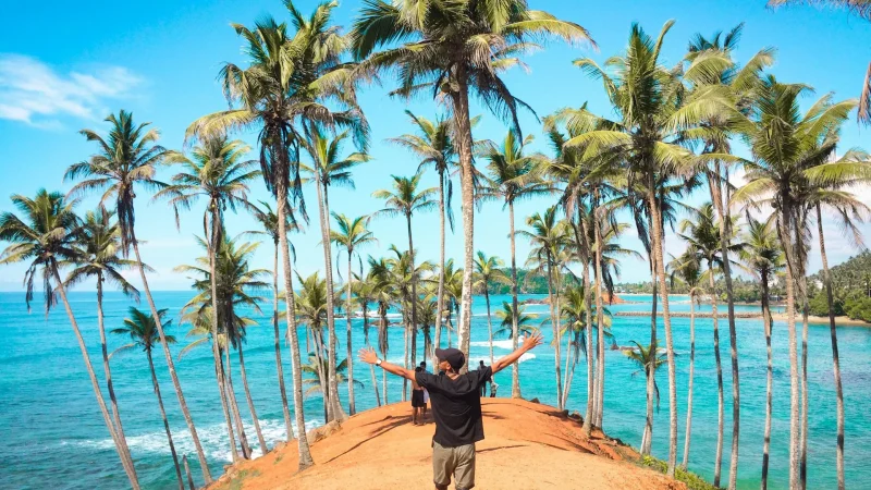 coconut tree hill