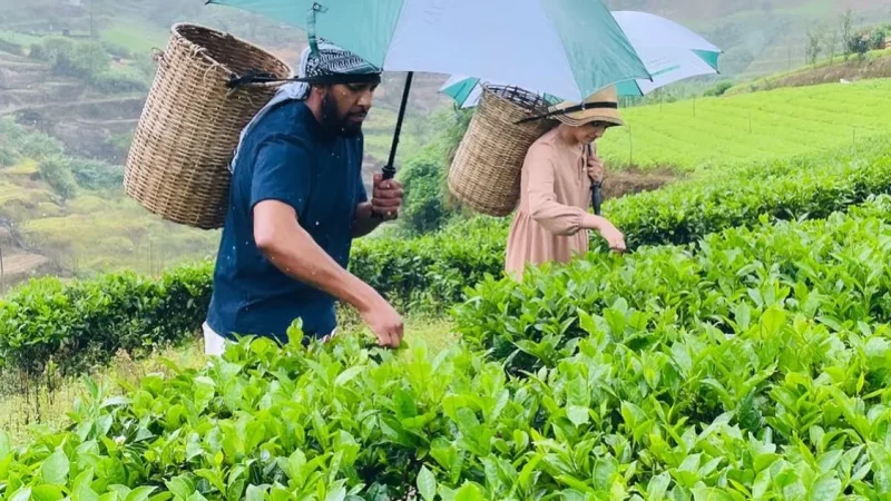sri lanka tea estate