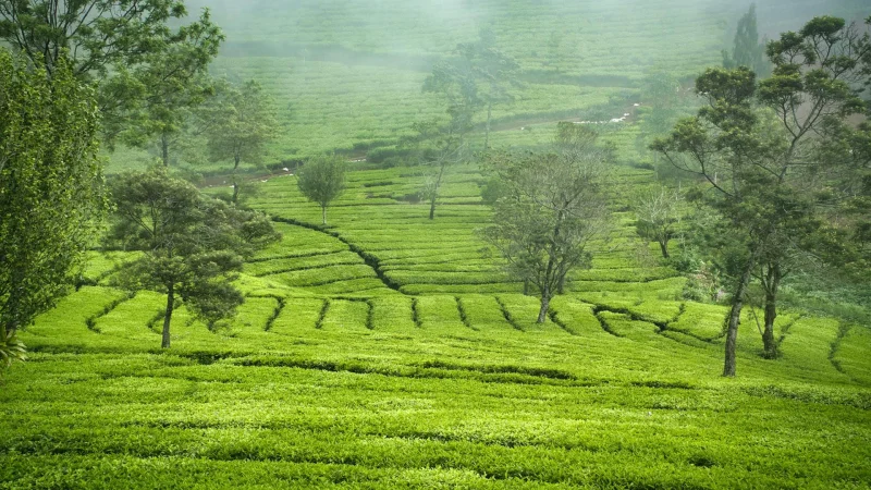 tea estate