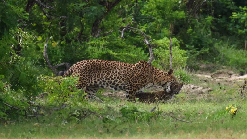Bundala National Park Safari