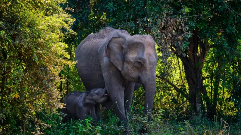Udawalawe